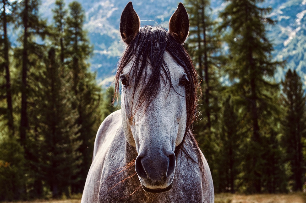 les bienfaits du son de riz cheval pour la santé digestive