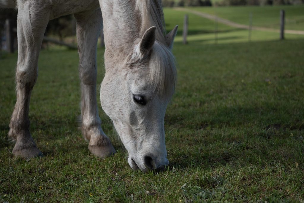 La Fête du Poney : un événement équestre qui rassemble 7 000 passionnés en France