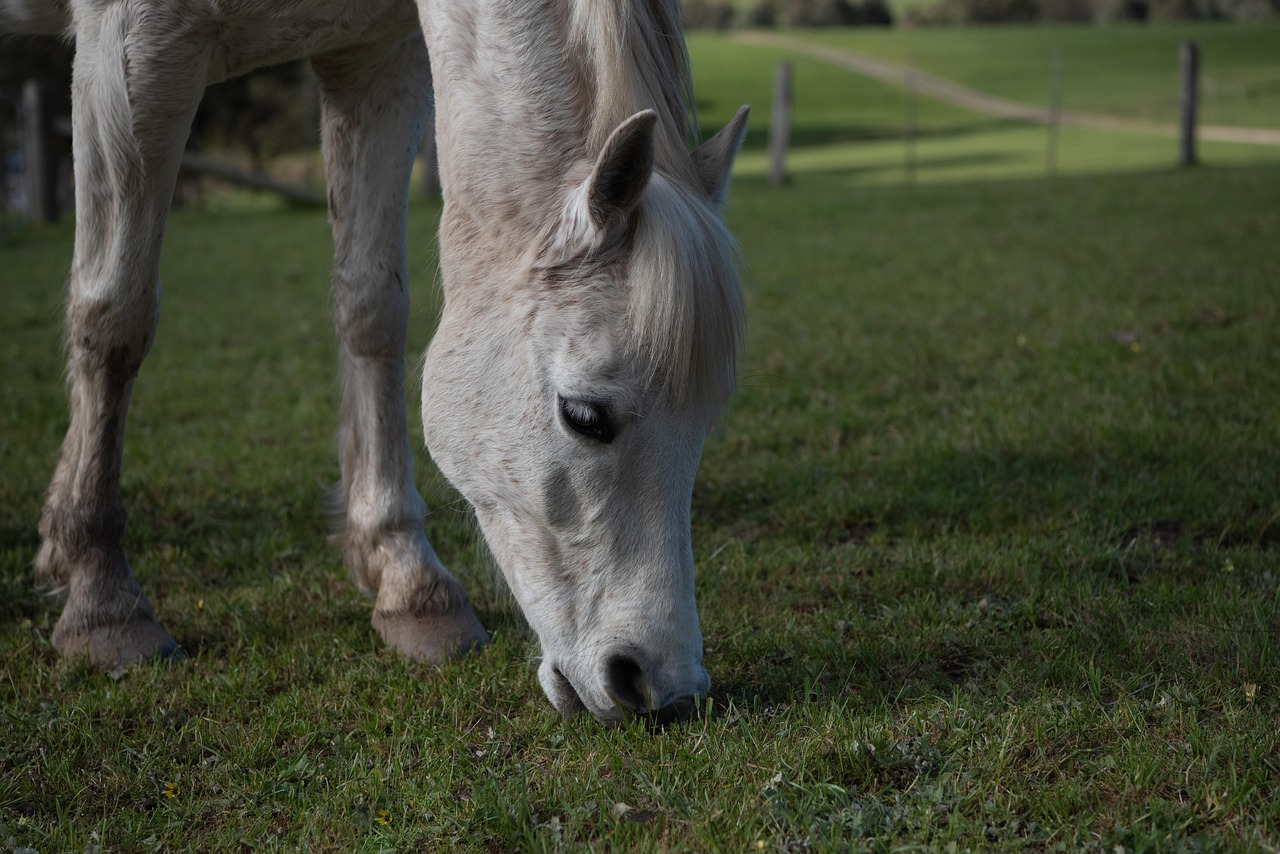 La Fête du Poney : un événement équestre qui rassemble 7 000 passionnés en France